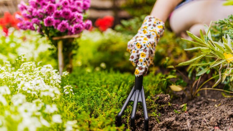 dollar tree gardening