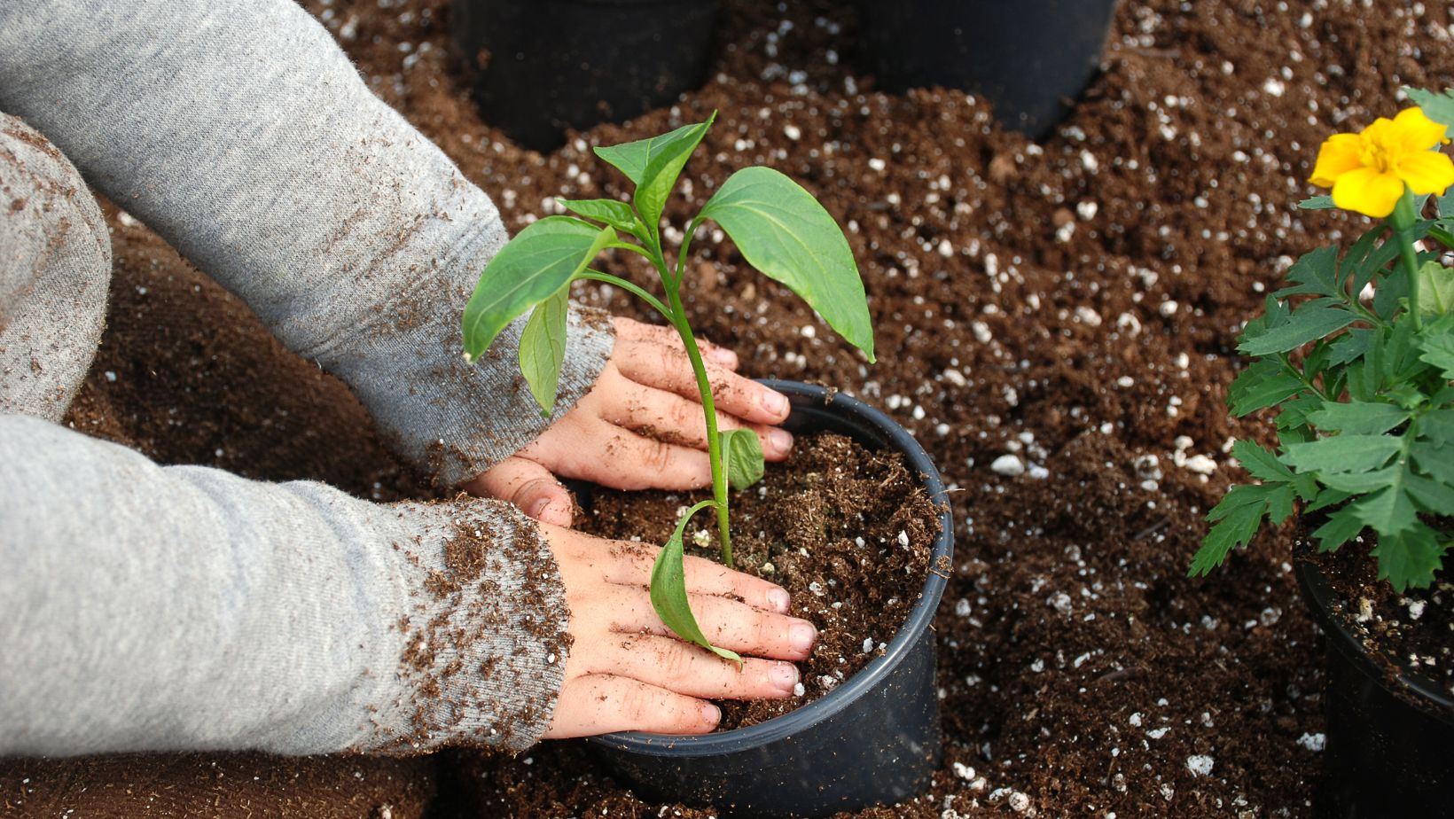 gardening claw